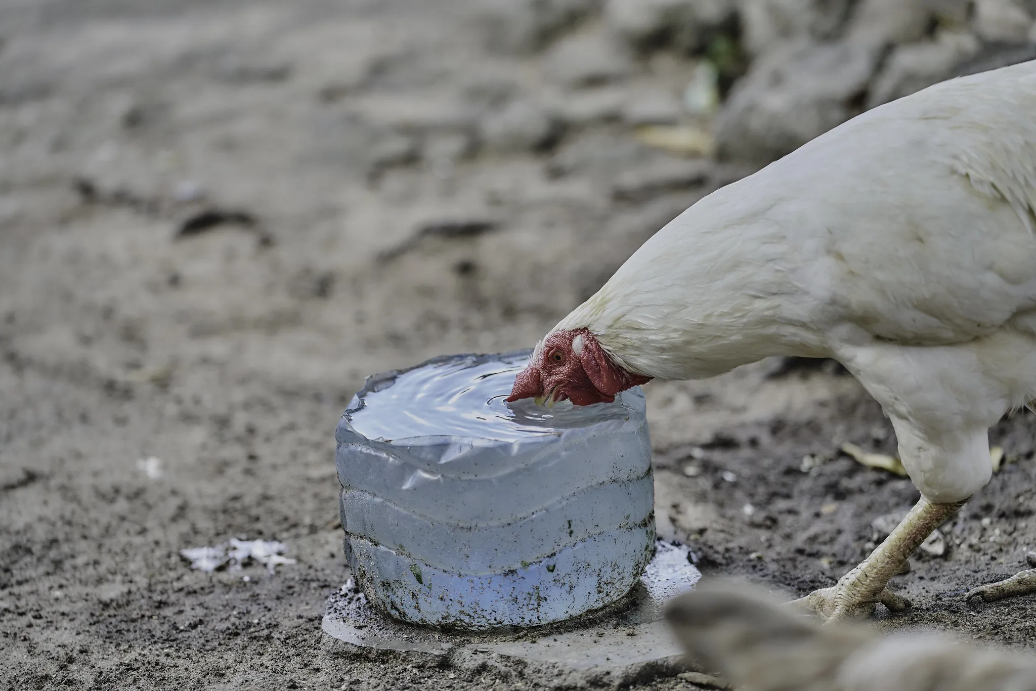 54820378160_a87b1a1022_k