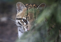 which-animals-will-be-endangered-by-the-us-mexico- icon